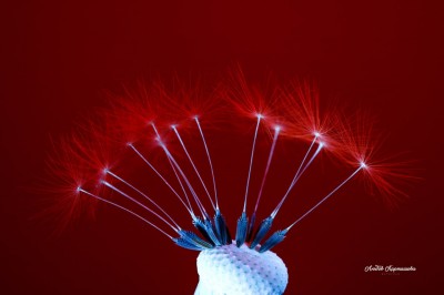 Beyond the Visible. Ultraviolet Photography by Liubov Kartashova. #6