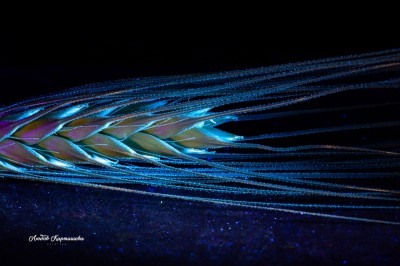Beyond the Visible. Ultraviolet Photography by Liubov Kartashova. #5