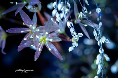 Beyond the Visible. Ultraviolet Photography by Liubov Kartashova. #4