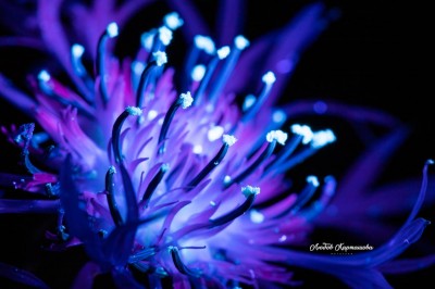 Beyond the Visible. Ultraviolet Photography by Liubov Kartashova. #3
