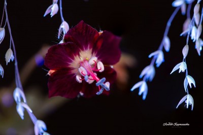 Beyond the Visible. Ultraviolet Photography by Liubov Kartashova. #2