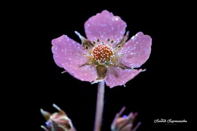 Beyond the Visible. Ultraviolet Photography by Liubov Kartashova. #1