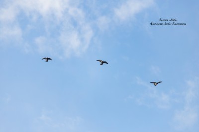 Sky. Image #45