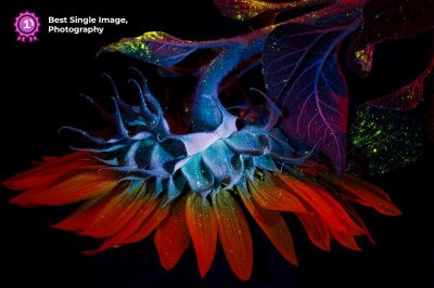 Best Single Image, Photography 2026