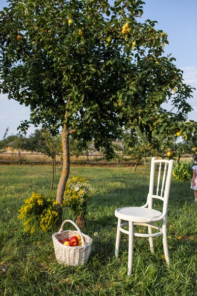 Apple season. Image #12