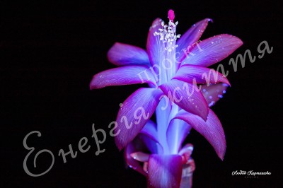The Energy of Life. Image #9