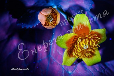 The Energy of Life. Image #16