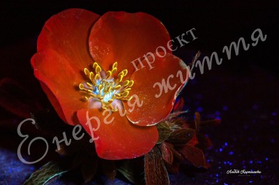 The Energy of Life. Image #8