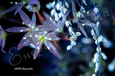 The Energy of Life. Image #24