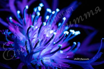 The Energy of Life. Image #1