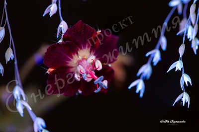 The Energy of Life. Image #7
