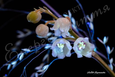The Energy of Life. Image #20