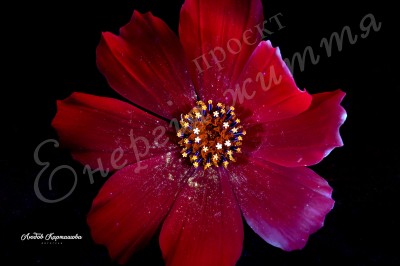 The Energy of Life. Image #13