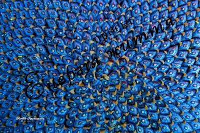 The Energy of Life. Image #3
