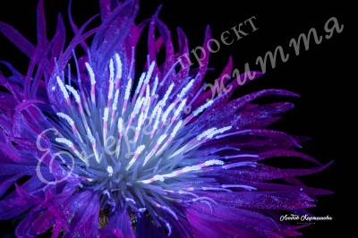 The Energy of Life. Image #6