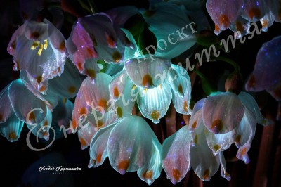 The Energy of Life. Image #5