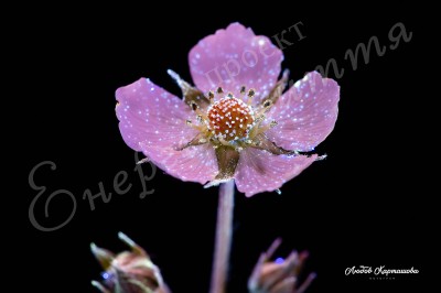 The Energy of Life. Image #2