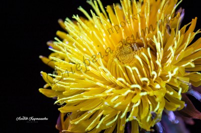 The Energy of Life. Image #22