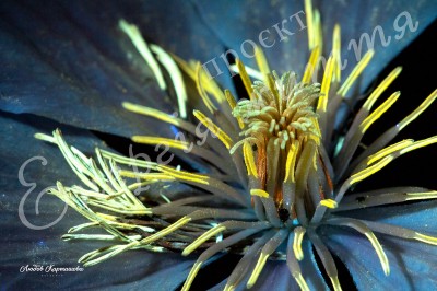 The Energy of Life. Image #12