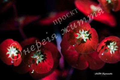 The Energy of Life. Image #4
