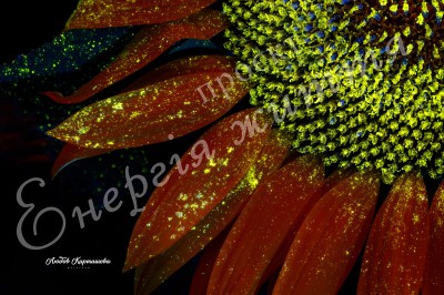 The Energy of Life. Image #11