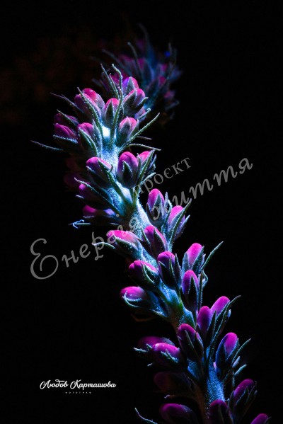 The Energy of Life. Image #19