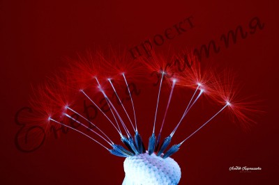 The Energy of Life. Image #18
