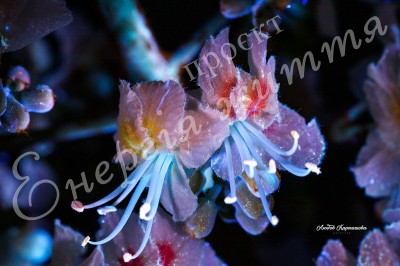 The Energy of Life. Image #21