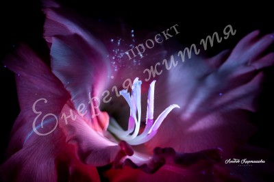 The Energy of Life. Image #17